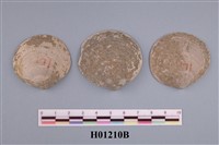 藏品(貝類化石)的圖片